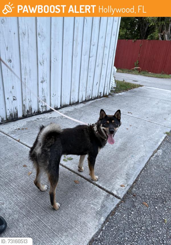 Found/Stray Female Dog last seen Near Scott st, Hollywood, FL 33020