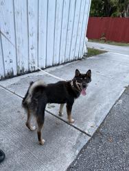 Found/Stray Female Dog last seen Near Scott st, Hollywood, FL 33020