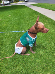 Reunited Male Dog last seen S Bristol St & W Segerstrom Ave Santa Ana, CA 92704, Santa Ana, CA 92704