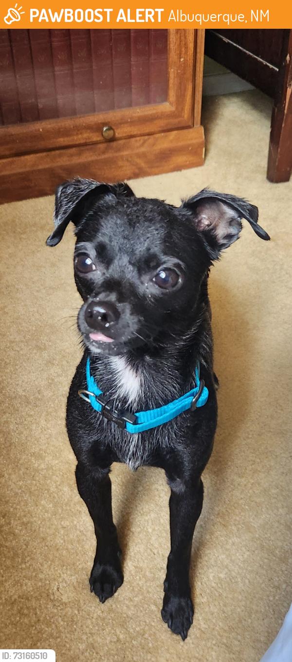 Rehomed Male Dog last seen Cagua dr. And Prospect, Albuquerque, NM 87107