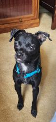 Found/Stray Male Dog last seen Cagua dr. And Prospect, Albuquerque, NM 87107