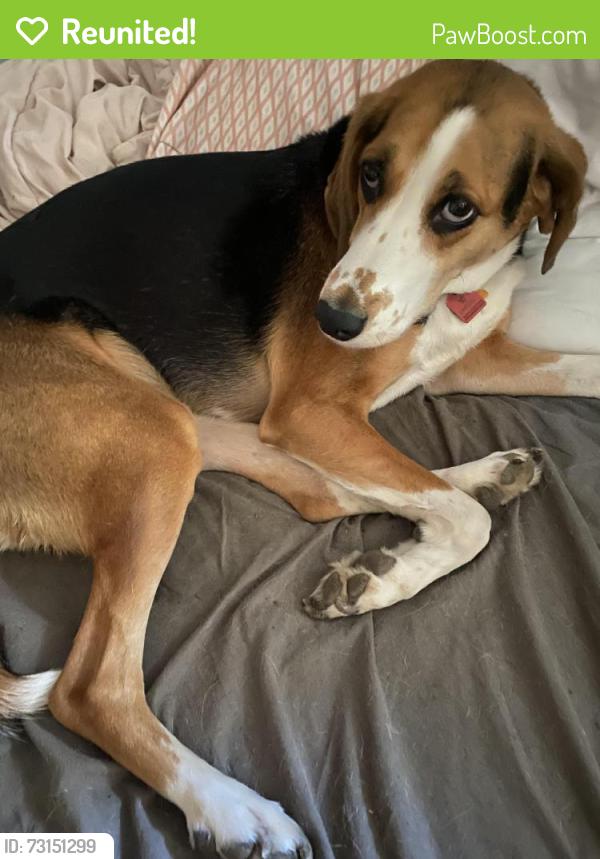 Reunited Female Dog last seen Sanders campground, Mount Pleasant, WI 53403