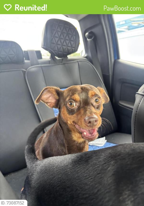 Reunited Male Dog last seen Monroe street, New Port Richey, FL 34652