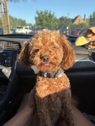 Reunited Male Dog last seen Near Whittier Blvd F, Whittier, CA 90601, USA, Whittier, CA 90601