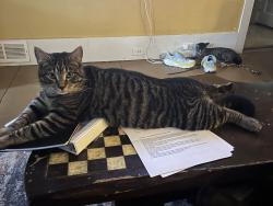 Lost Male Cat last seen Henniker Street, Hillsborough, NH 03244