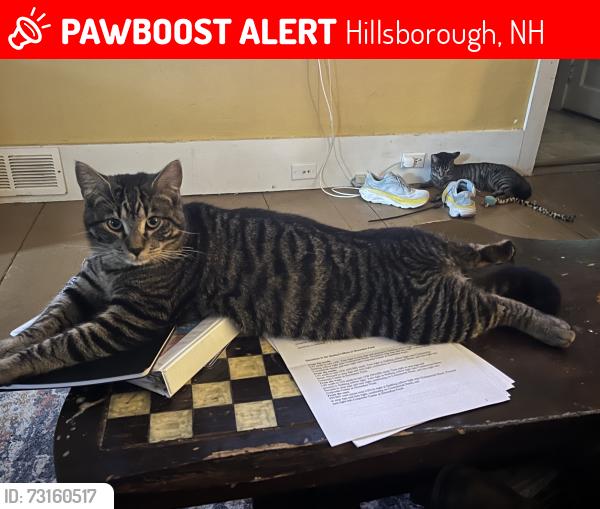 Lost Male Cat last seen Henniker Street, Hillsborough, NH 03244
