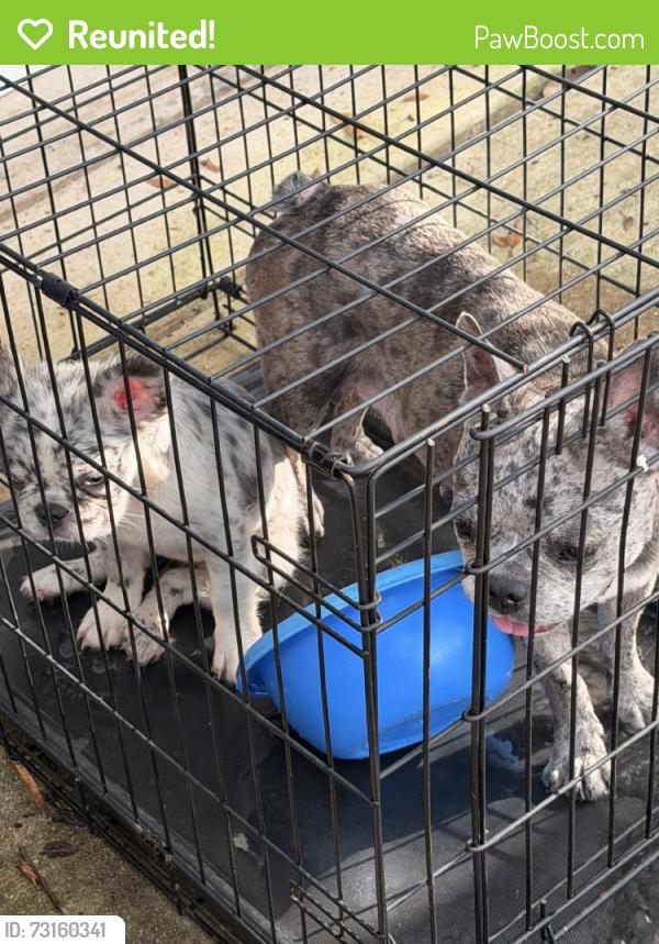 Reunited Female Dog last seen Hart Ranch, San Antonio, TX 78249, USA, San Antonio, TX 78249