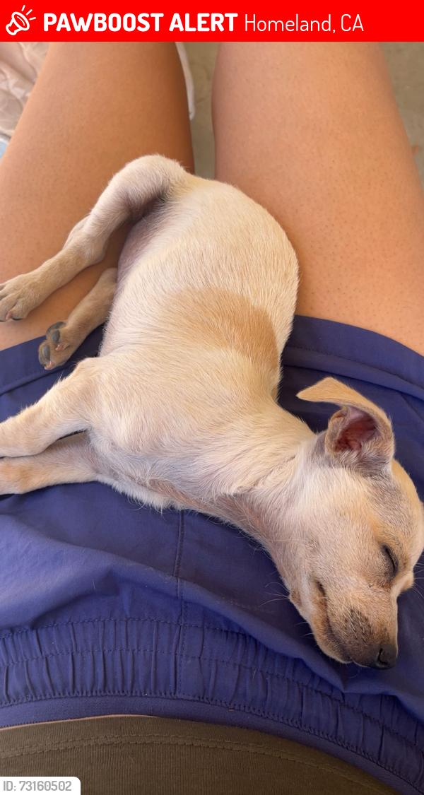 Lost Male Dog last seen Creag ln & Kwik-E Mart, Homeland, CA 92548