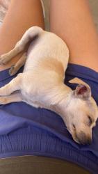 Lost Male Dog last seen Creag ln & Kwik-E Mart, Homeland, CA 92548