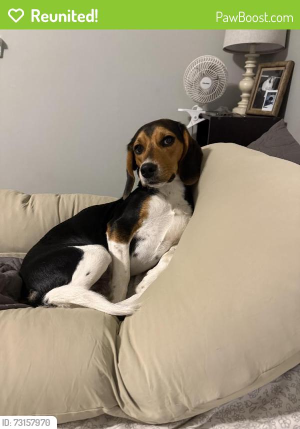 Reunited Male Dog last seen Backwoods & Johnson, Moyock, NC 27958