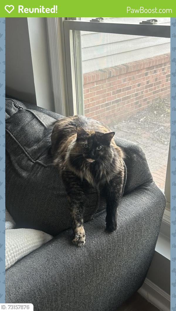 Reunited Female Cat last seen Olde Colony Trail, Knoxville, TN 37923
