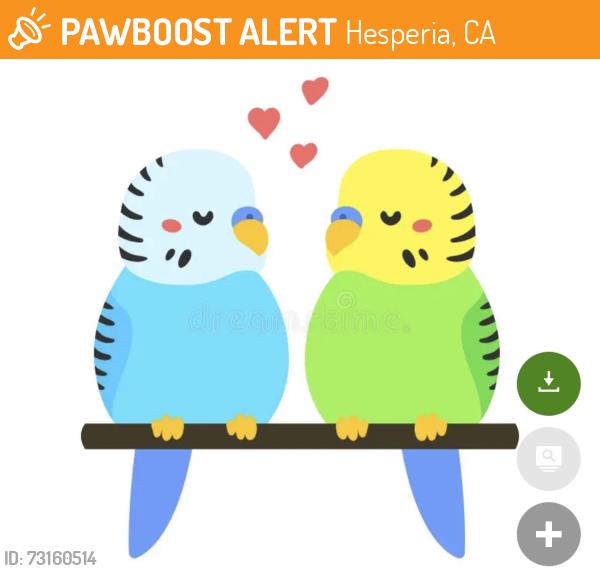 Found/Stray Unknown Bird last seen Main Street, Hesperia, CA 92340