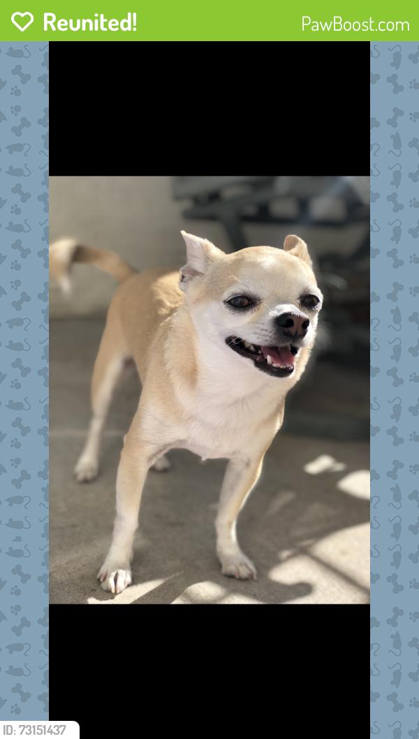 Reunited Male Dog last seen Alta Mesa, Mesa, AZ 85205