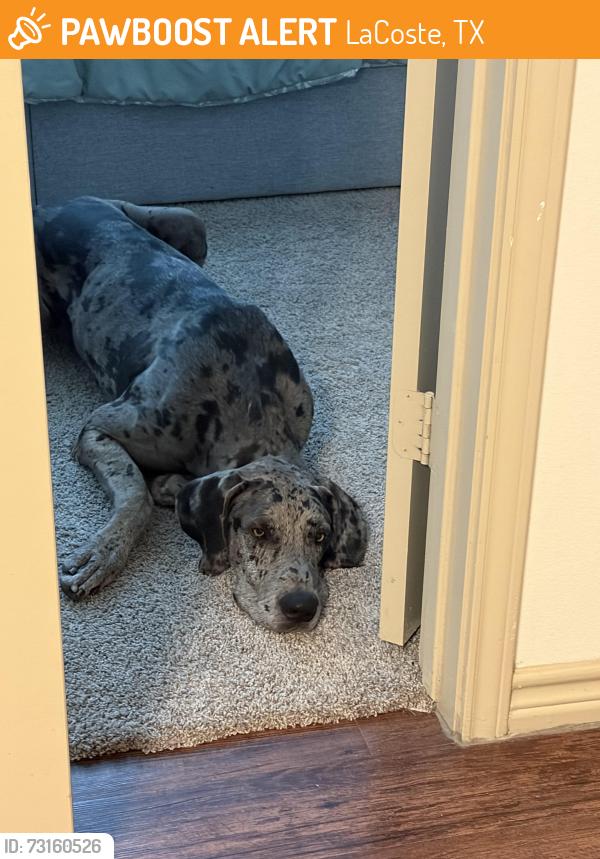 Found/Stray Male Dog last seen Bandera Road, Helotes, TX 78023