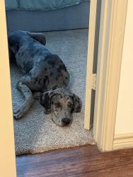 Found/Stray Male Dog last seen Bandera Road, Helotes, TX 78023