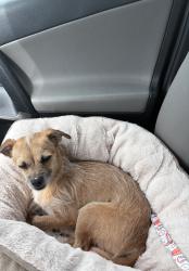 Lost Male Dog last seen Carol Drive and Cone Avenue in Palm Bay on 7/15, Palm Bay, FL 32905
