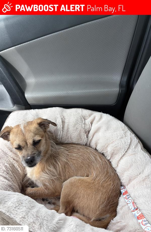 Lost Male Dog last seen Carol Drive and Cone Avenue in Palm Bay on 7/15, Palm Bay, FL 32905