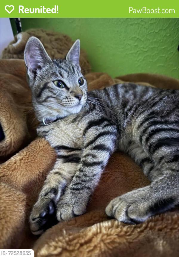 Reunited Female Cat last seen worchester ave and lowell rd, Tampa, FL 33624