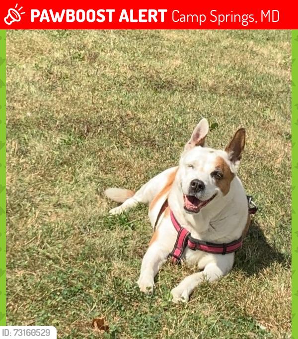 Lost Female Dog last seen Gloria Drive @Auth Rd, Camp Springs, MD 20746