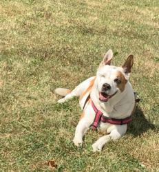 Lost Female Dog last seen Gloria Drive @Auth Rd, Camp Springs, MD 20746