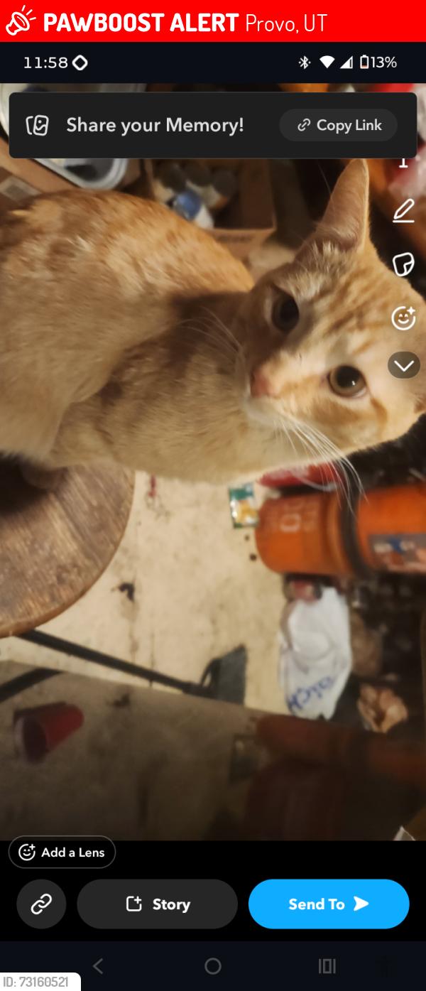 Lost Male Cat last seen 108e 500s, Provo, UT 84606