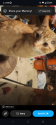 Lost Male Cat last seen 108e 500s, Provo, UT 84606