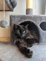 Lost Male Cat last seen Harwood and Main (across from church's chicken), Euless, TX 76039