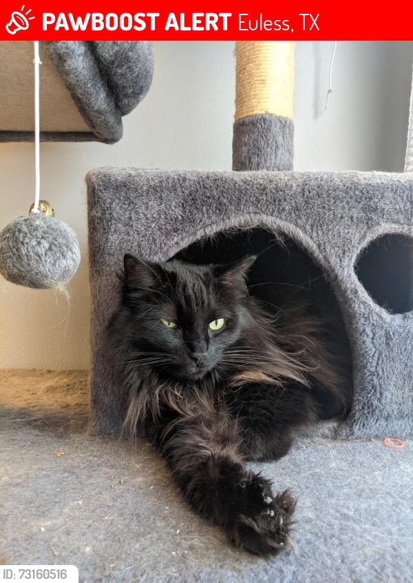 Lost Male Cat last seen Harwood and Main (across from church's chicken), Euless, TX 76039