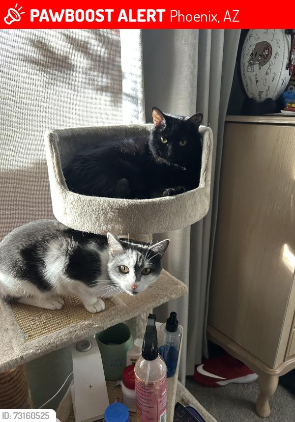 Lost Female Cat last seen Rise lakeside Apts 1120, Phoenix, AZ 85029