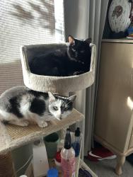 Lost Female Cat last seen Rise lakeside Apts 1120, Phoenix, AZ 85029