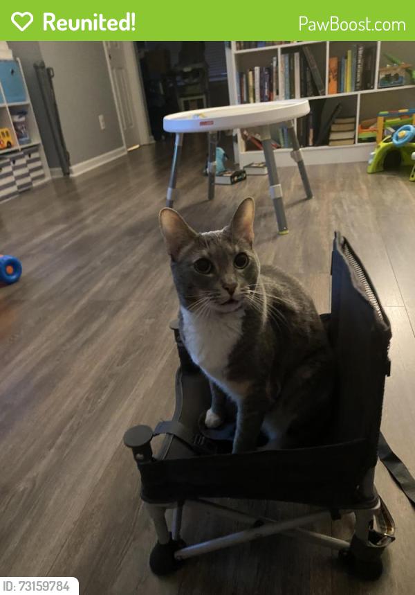 Reunited Female Cat last seen Liberty Square, Acworth, GA 30101