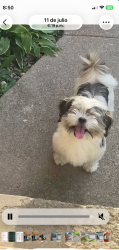 Reunited Male Dog last seen Lawndale and 66th place, Chicago, IL 60621