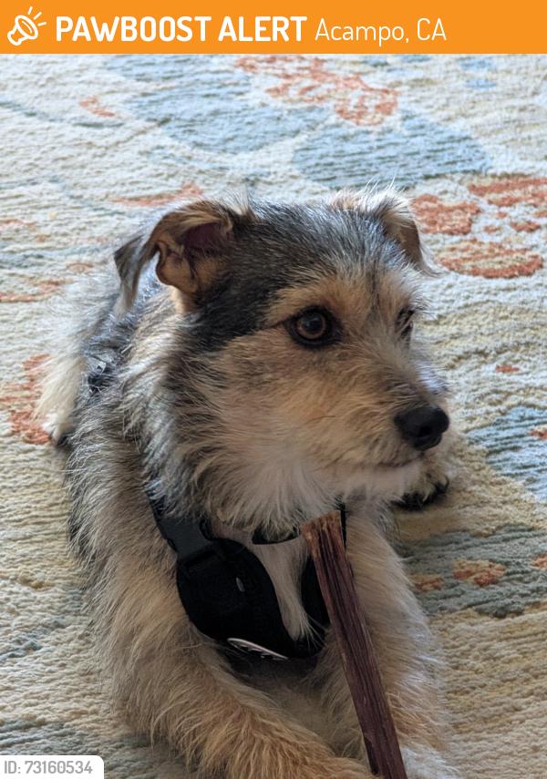 Found/Stray Male Dog last seen Acampo Road, Acampo CA, Acampo, CA 95258