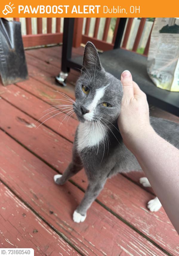 Found/Stray Female Cat last seen Near Sawmill Forest Ave off Sawmill Rd, Dublin, OH 43016