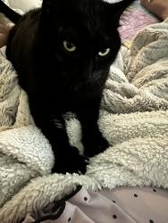 Lost Female Cat last seen Skye apmts, Fort Worth, TX 76123