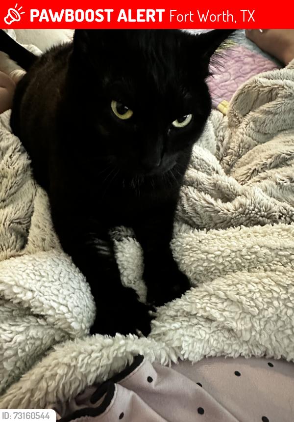 Lost Female Cat last seen Skye apmts, Fort Worth, TX 76123