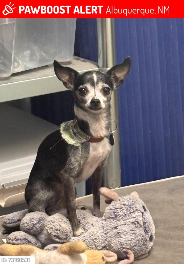 Lost Female Dog last seen San Pedro @ Kathryn, Albuquerque, NM 87108, Albuquerque, NM 87108
