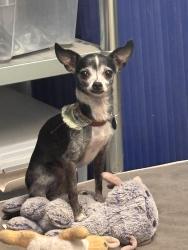 Lost Female Dog last seen San Pedro @ Kathryn, Albuquerque, NM 87108, Albuquerque, NM 87108