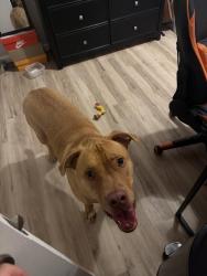 Found/Stray Male Dog last seen By Memorial hosp in Bellville, Illinois, Belleville, IL 62226