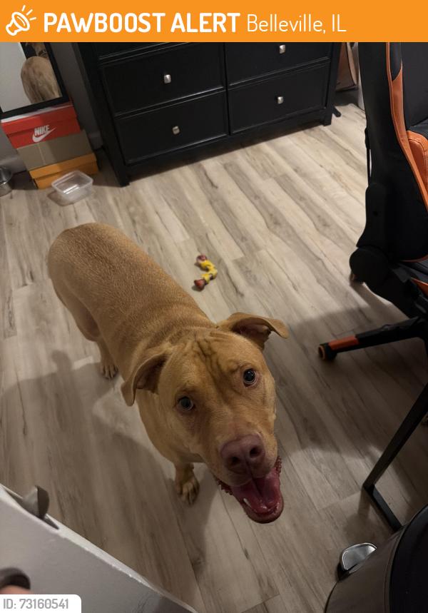 Found/Stray Male Dog last seen By Memorial hosp in Bellville, Illinois, Belleville, IL 62226