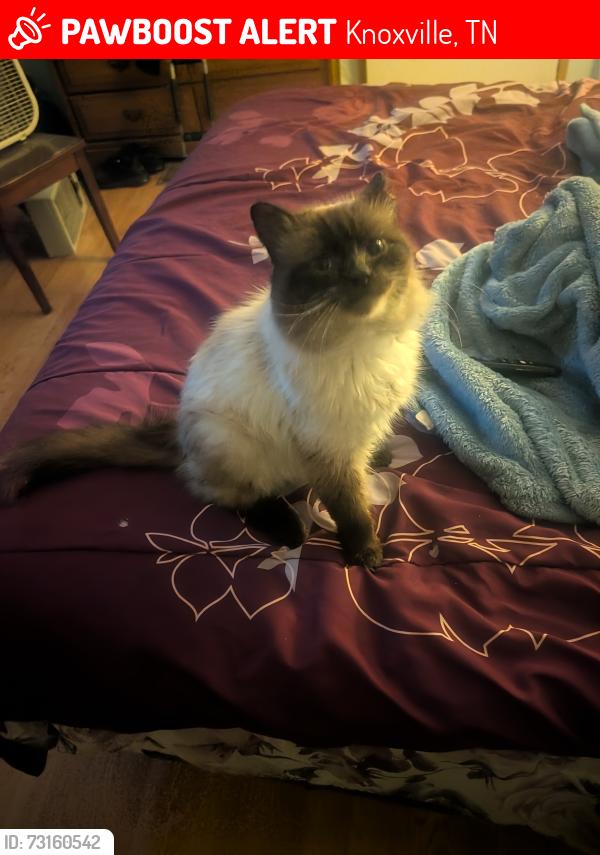 Lost Male Cat last seen Volunteer Village Karns/Solway, Knoxville, TN 37931