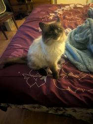 Lost Male Cat last seen Volunteer Village Karns/Solway, Knoxville, TN 37931