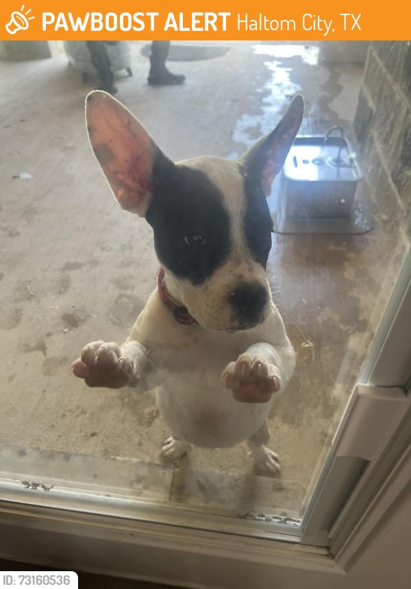 Found/Stray Female Dog last seen Haltom road, Haltom City, TX 76117