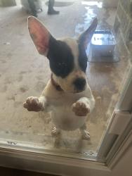 Found/Stray Female Dog last seen Haltom road, Haltom City, TX 76117