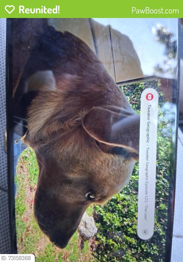Reunited Male Dog last seen Seal beach blvd, Seal Beach, CA 90803