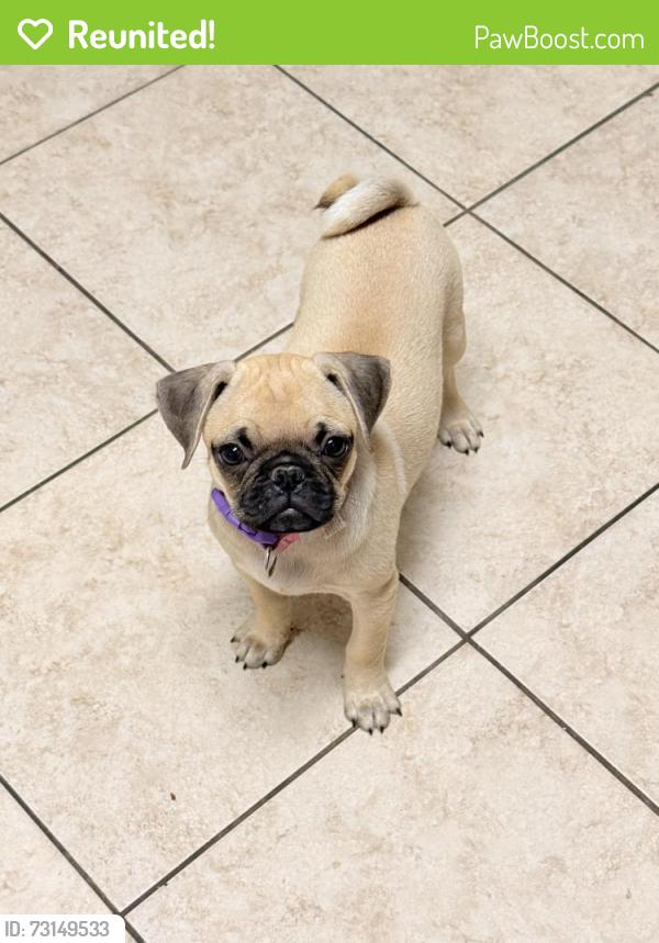Reunited Female Dog last seen Near sandy knolls drive spring Tx 77379, Spring, TX 77379