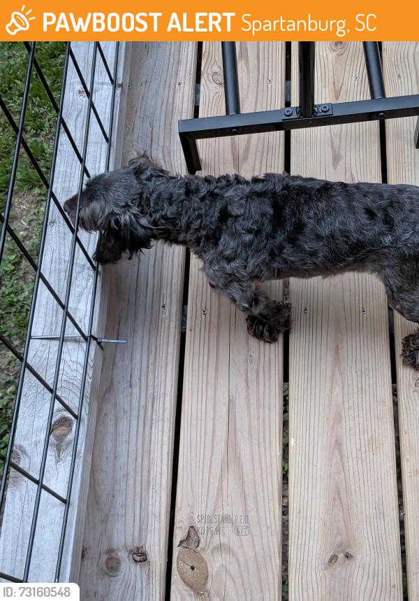 Found/Stray Male Dog last seen Bud Arthur bridge Rd, Spartanburg, SC 29307