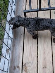 Found/Stray Male Dog last seen Bud Arthur bridge Rd, Spartanburg, SC 29307