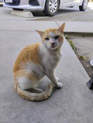 Found/Stray Male Cat last seen Near A. St. 93706, Fresno, CA 93706