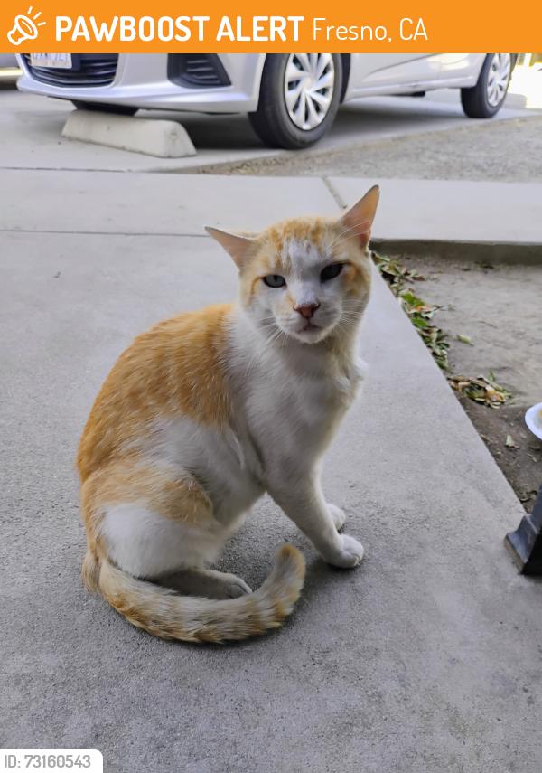 Found/Stray Male Cat last seen Near A. St. 93706, Fresno, CA 93706